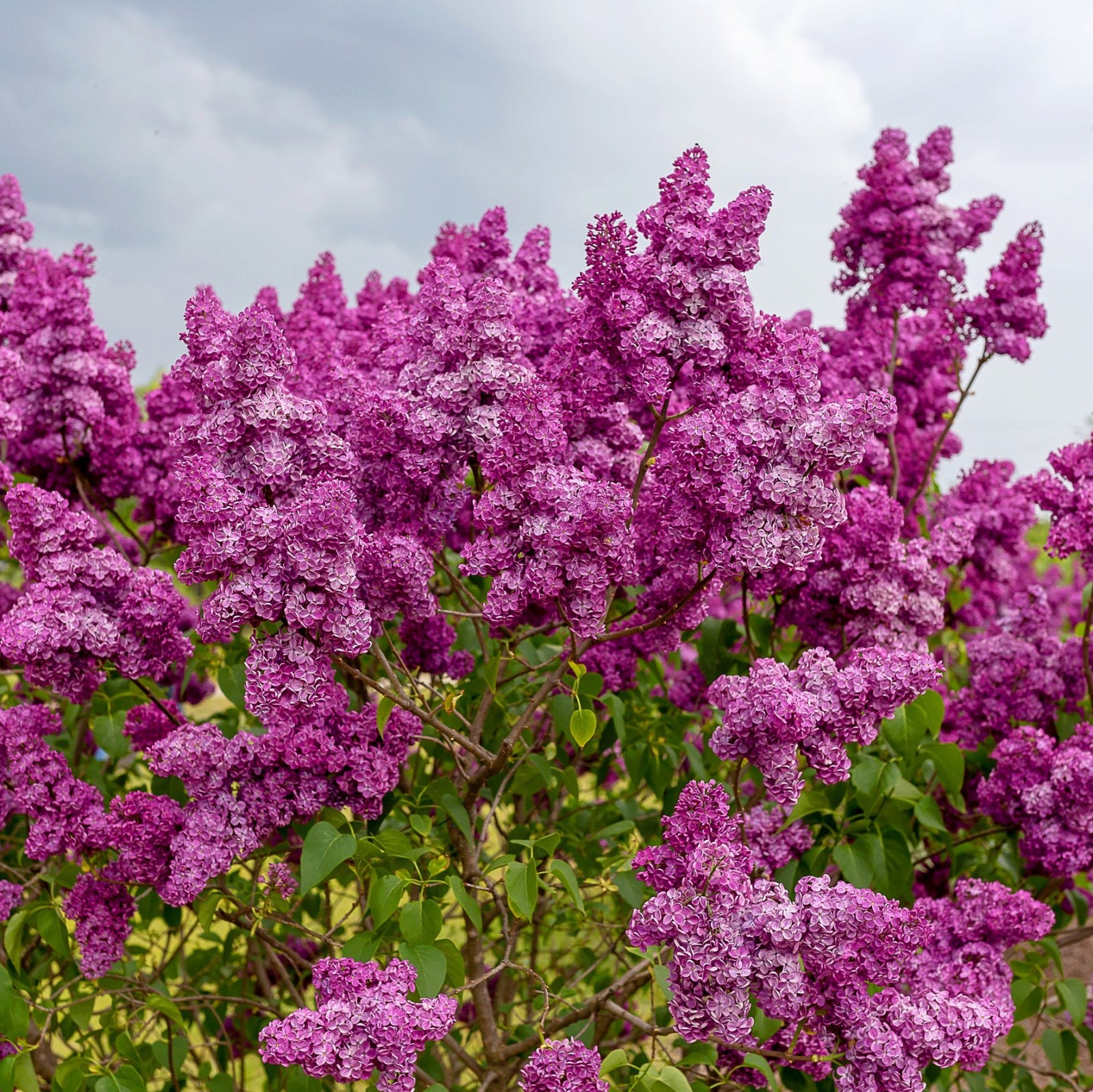 Lilac Syringa Common Purple 1 Potted Plant Rooted in Quart Pot, Easy to Grow gallery