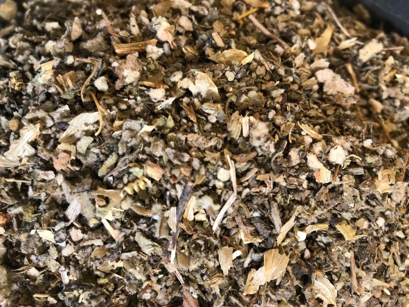 Lobelia Wild Lettuce Hops Lemon Balm CAPoppy Mullein Passionflower - No.39 Blend gallery