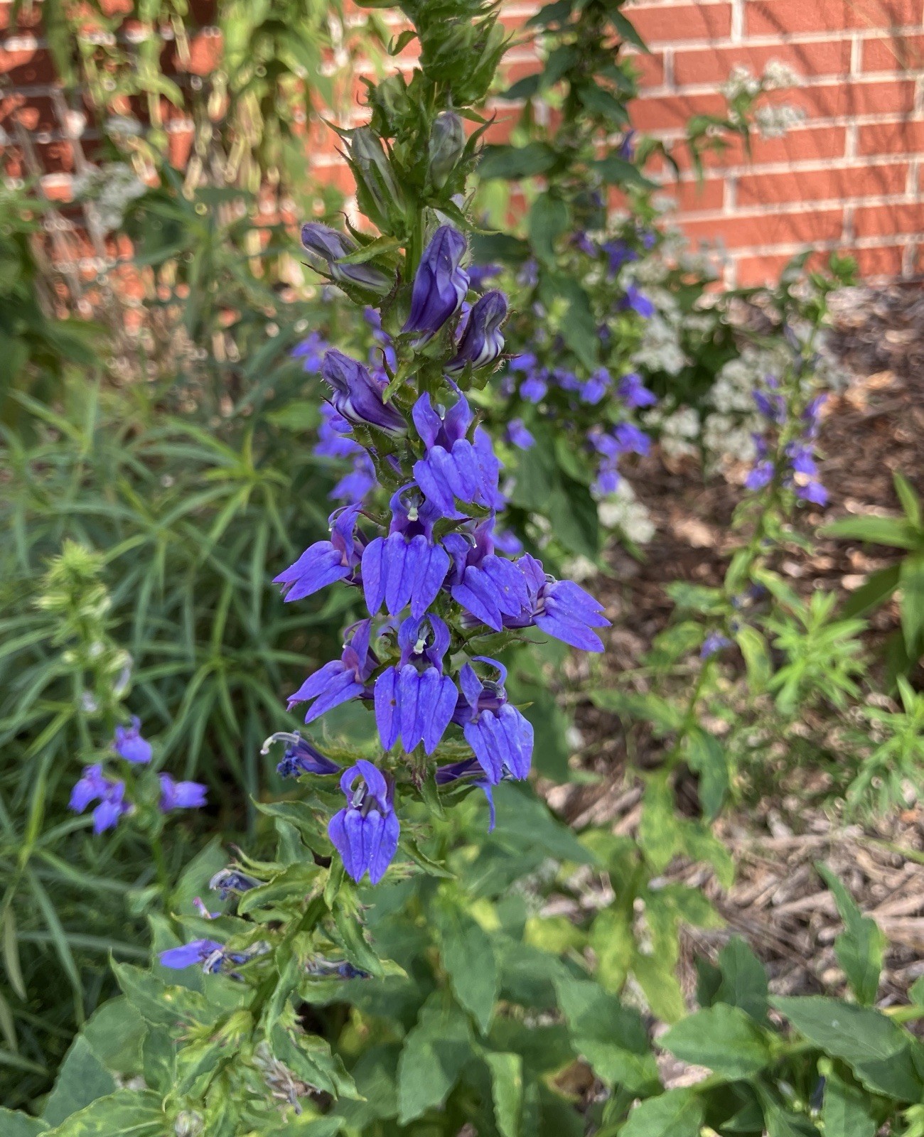 Great Blue Lobelia, Blue Cardinal Flower- Lobelia siphilitica Seeds 100+ count gallery