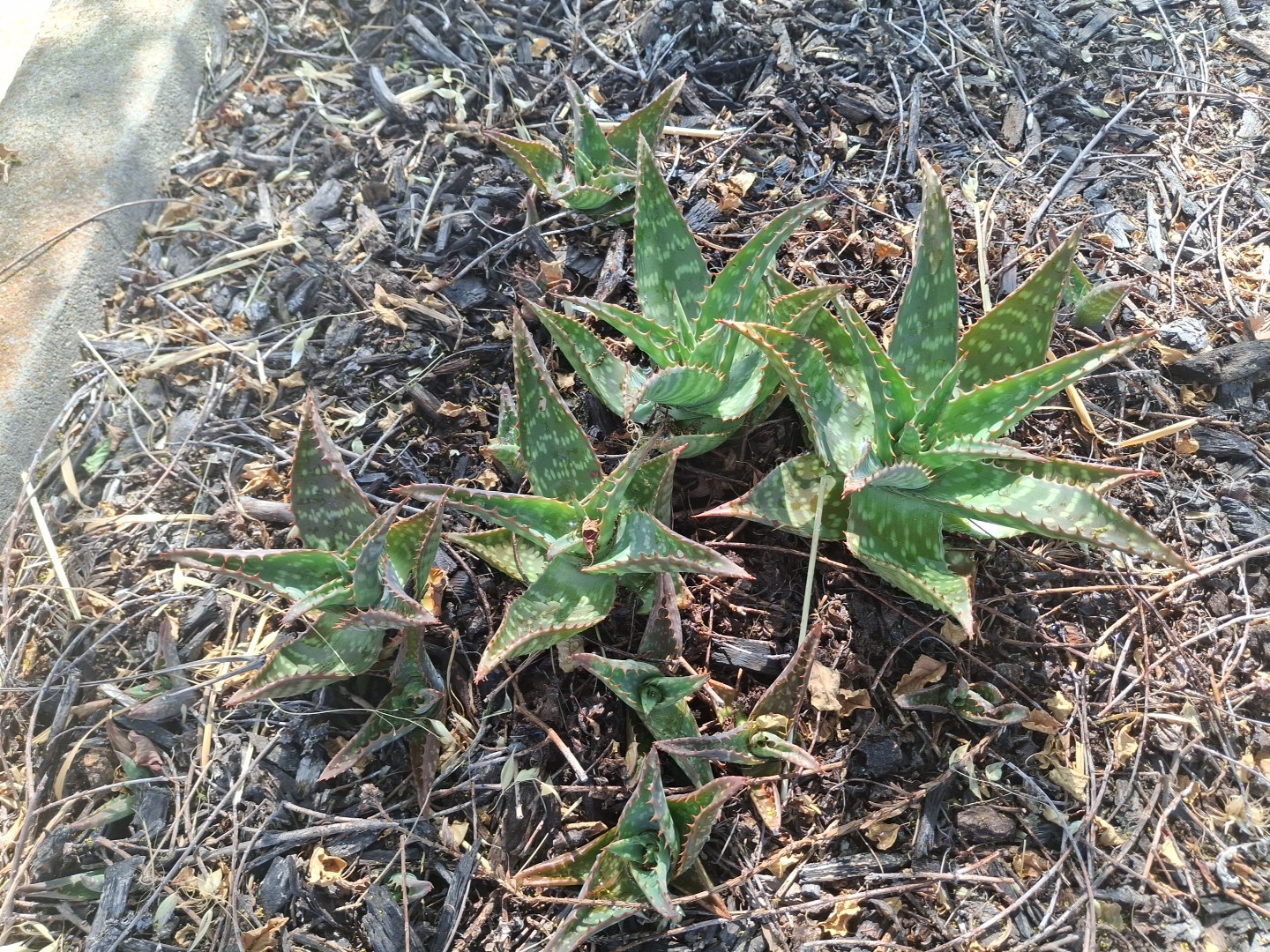 2 Aloe Maculata Soap Aloe Succulent Cactus Rooted gallery