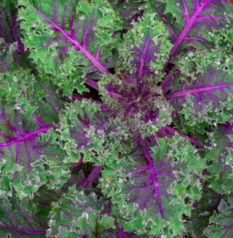500+ Red Russian Kale Seeds **Fresh Seeds** ~~Free Shipping~~ gallery