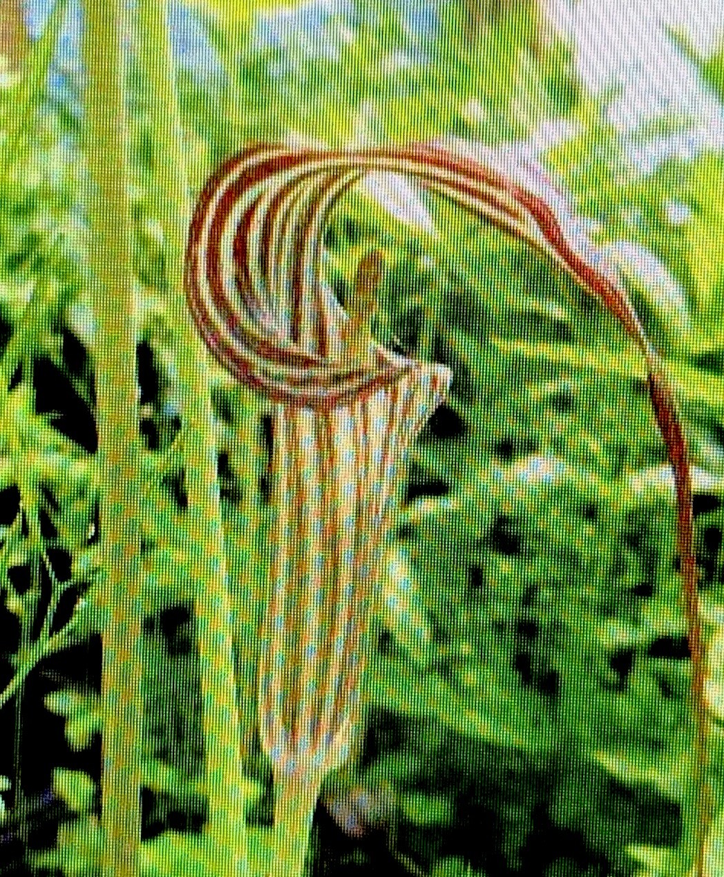 ARISAEMA CONSANGUINEUM -Himalayan Cobra Lily, 1 Small Bulb 1/16 oz. to 3/8 oz. gallery