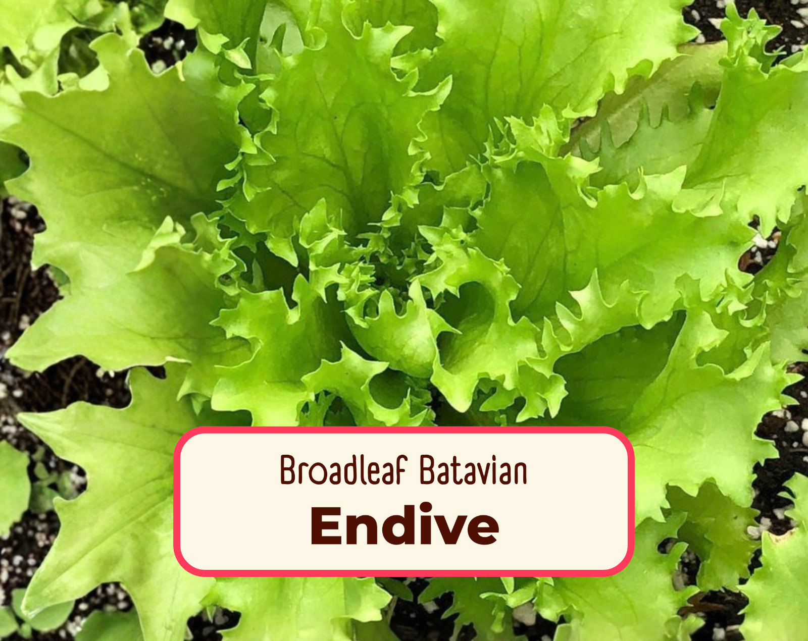 2900+ Endive Seeds 'Broadleaf Batavian' | Heirloom, Non-GMO, Vegetable Gardening gallery