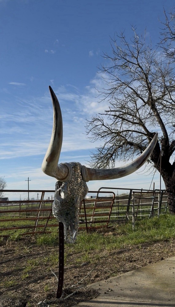 Texas Longhorn