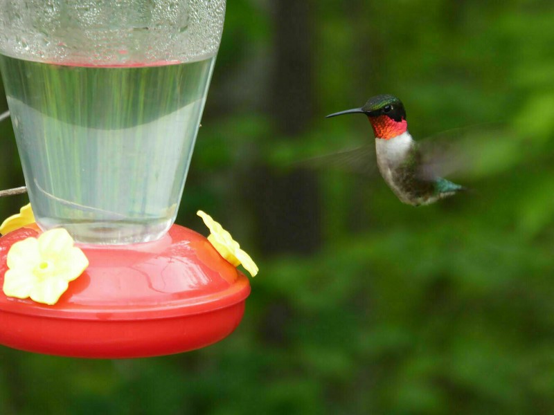 🐦🐦Red Hummingbird Nectar Feeders 2 Pk Hanging~~/Free Shipping gallery