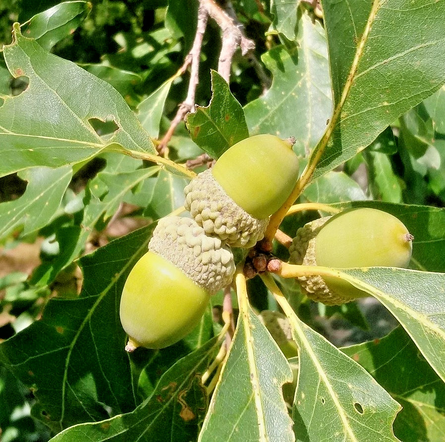 White Oak Live Tree - 12-18" Tall - 4" Pot - Quercus Alba Deciduous - Zones 3-9 gallery