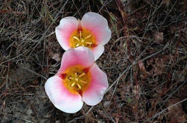 Calochortus nuttallii (pink form) | Nuttall's Mariposa | Sego Lily | 10 Seeds gallery