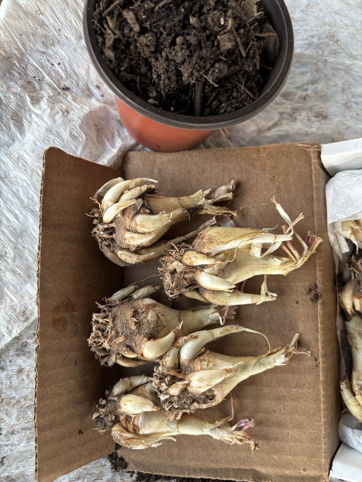 Tuberose Fragrance Double Pearl. 2 Clump, Bulbs 2+ Sz S / M / L Ready To Plant. gallery