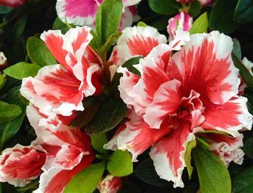 ~~MARDI GRAS~~Azalea Rhododendron Deciduous Starter Plant~~RED & WHITE BI-COLOR~ gallery