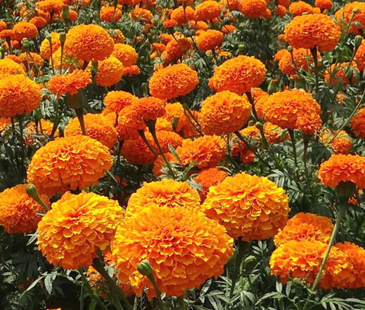 200 ORANGE CRACKERJACK MARIGOLD SEEDS ORGANIC NON GMO TALL PLANT BIG FLOWER gallery