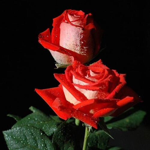 1 oz Rose Athonite Style Incense classic warm Musk fresh Geranium Resin Orthodox gallery