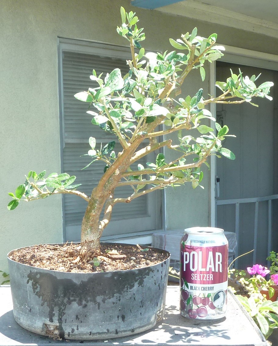 Olea Europaea Olive Pre Bonsai Raft Dwarf Kifu Fat Trunk Nice Nebari gallery