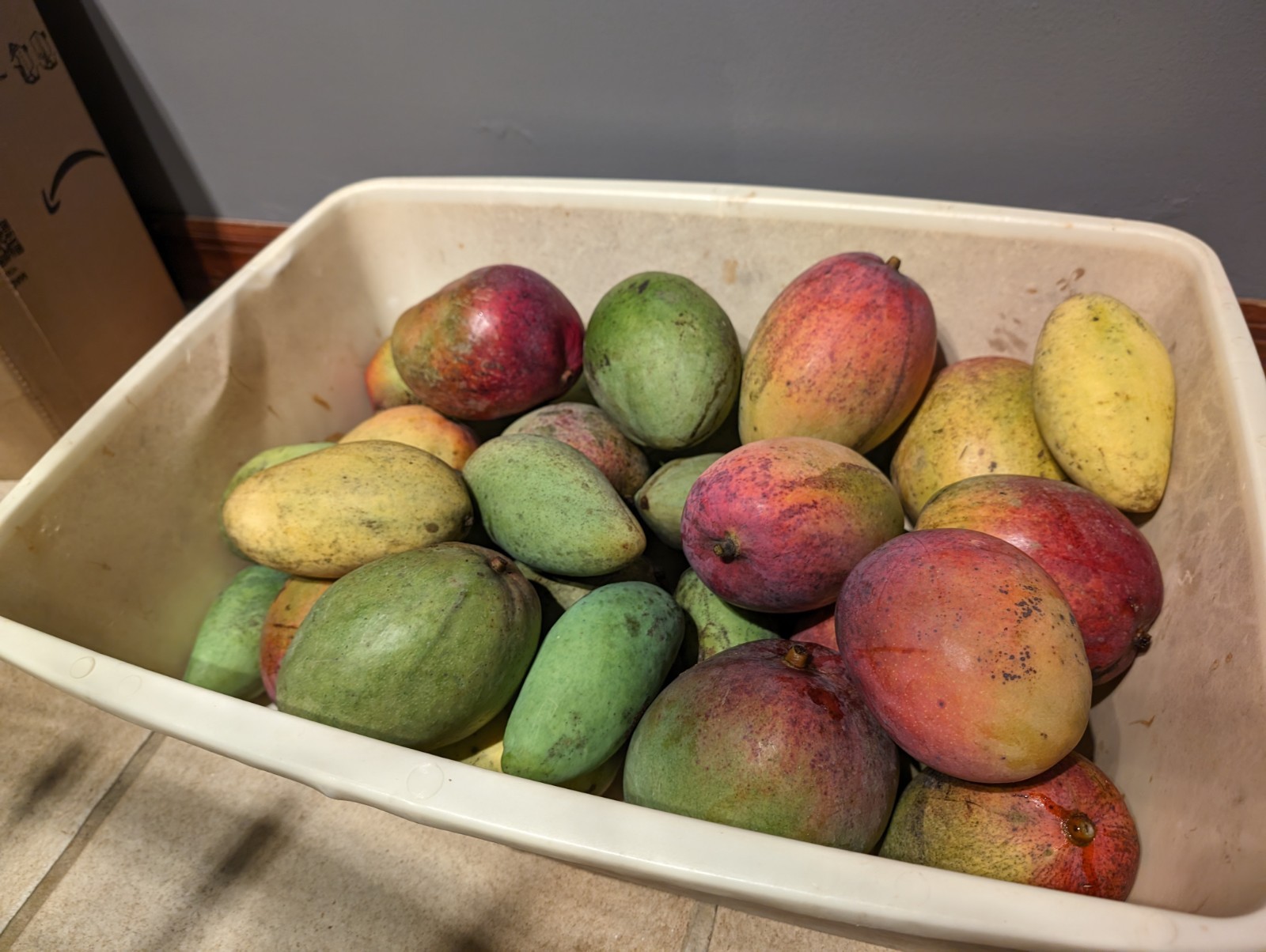 8 lbs - Florida Grown Mango Fruits - Fresh All Natural - No Fungicides gallery