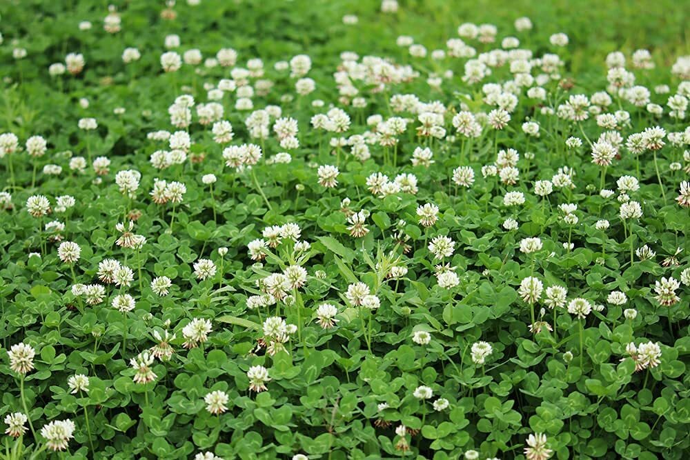 Dutch White Clover Seeds to Plant gallery