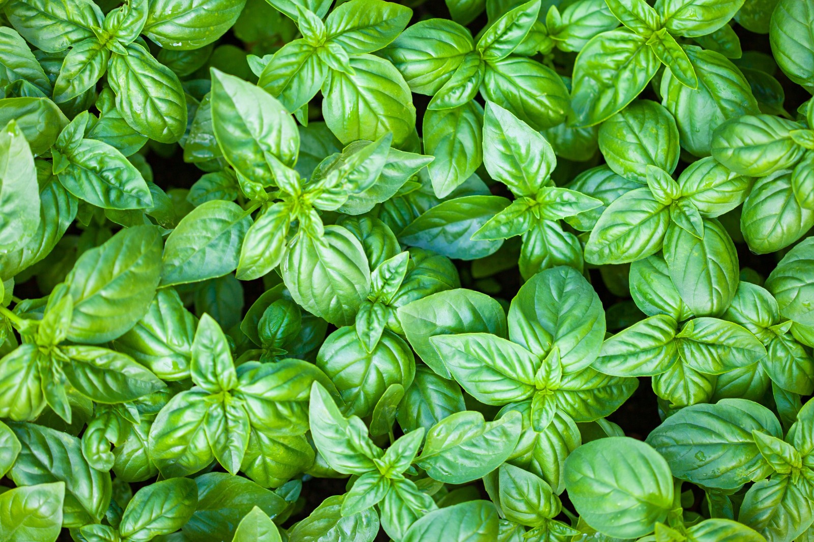 2,000 Genovese Basil Seeds - Heirloom - Classic Sweet Italian Cooking Herb gallery