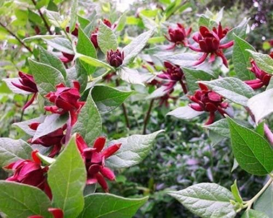 SWEET SHRUB gallery