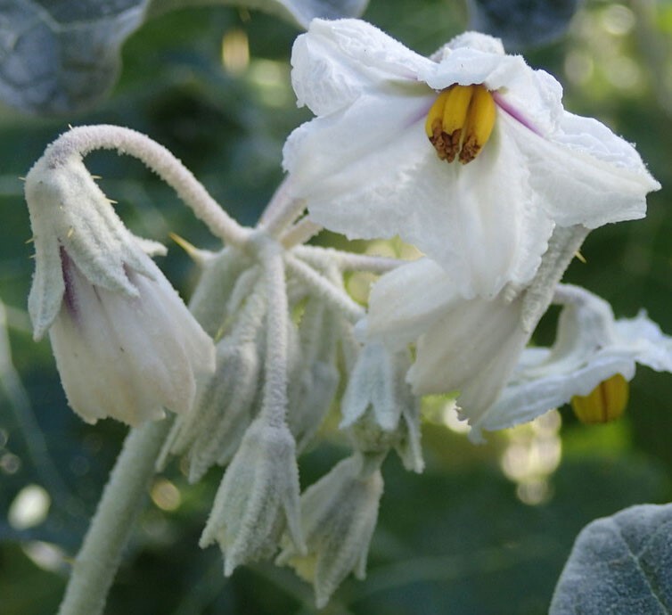 Solanum marginatum | Purple African & White Margined Nightshade | 50_Seeds gallery