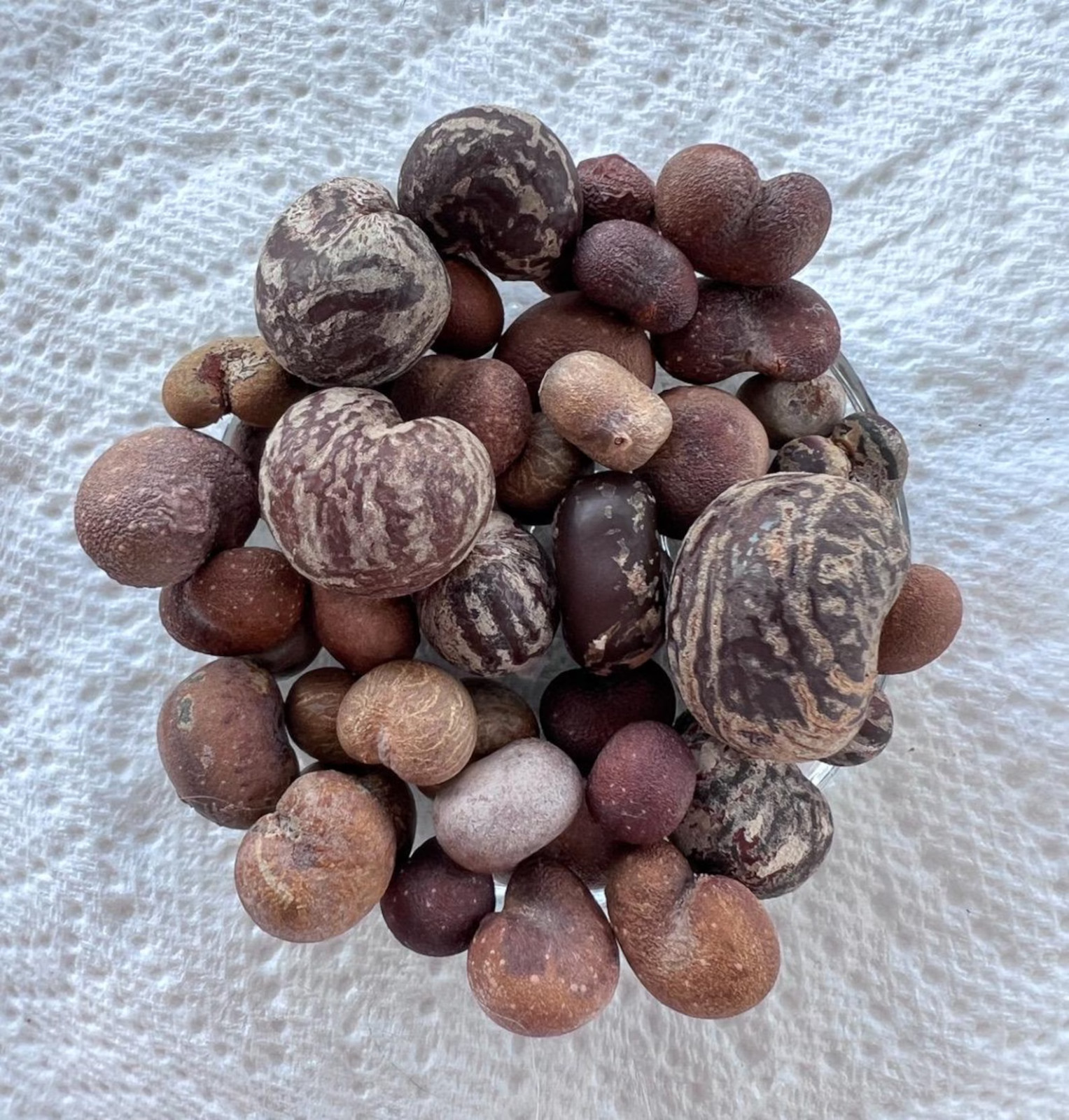 Baobab Seed Variety Pack gallery