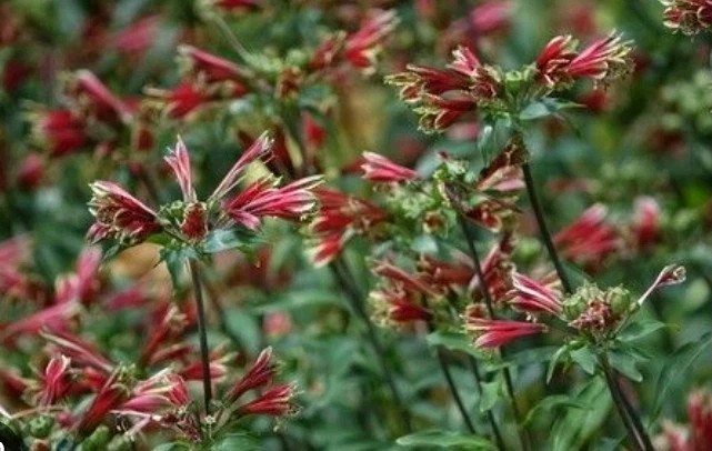 40 Peruvian Parrot Lily Hummingbird Flower Alstroemeria Psittacine Tubers gallery