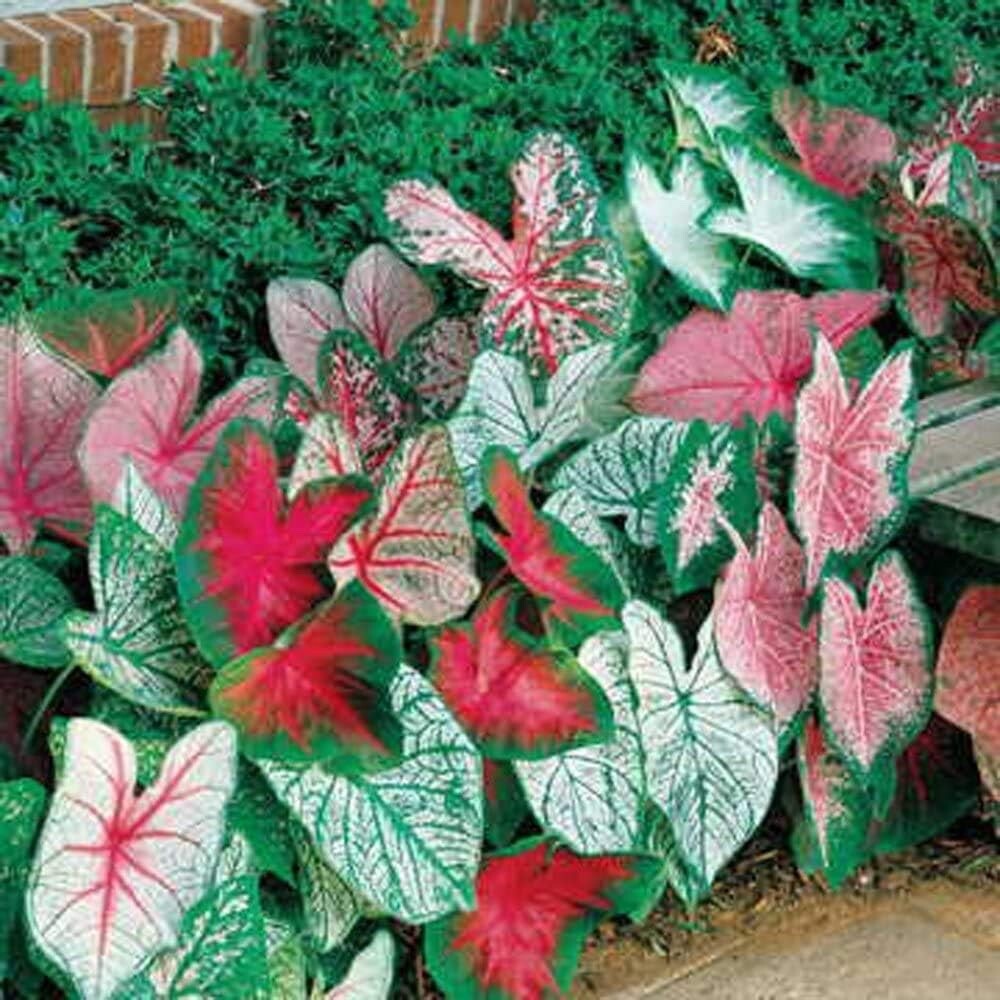 Mixed Caladium Bulbs for Planting - Perennial Hosta, Elephant Ears, Fancy gallery