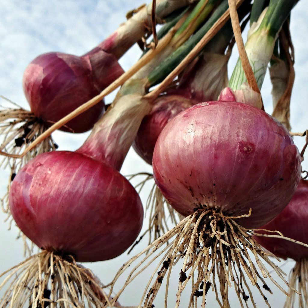 Red Grano Onion Seeds, NON-GMO, Short Day, Variety Sizes, FREE SHIPPING gallery