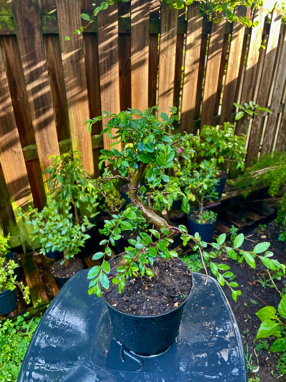CHINESE ELM Pre-Bonsai /Bonsai S Tree Cold Hardy / Tiny leaves 5 years old gallery