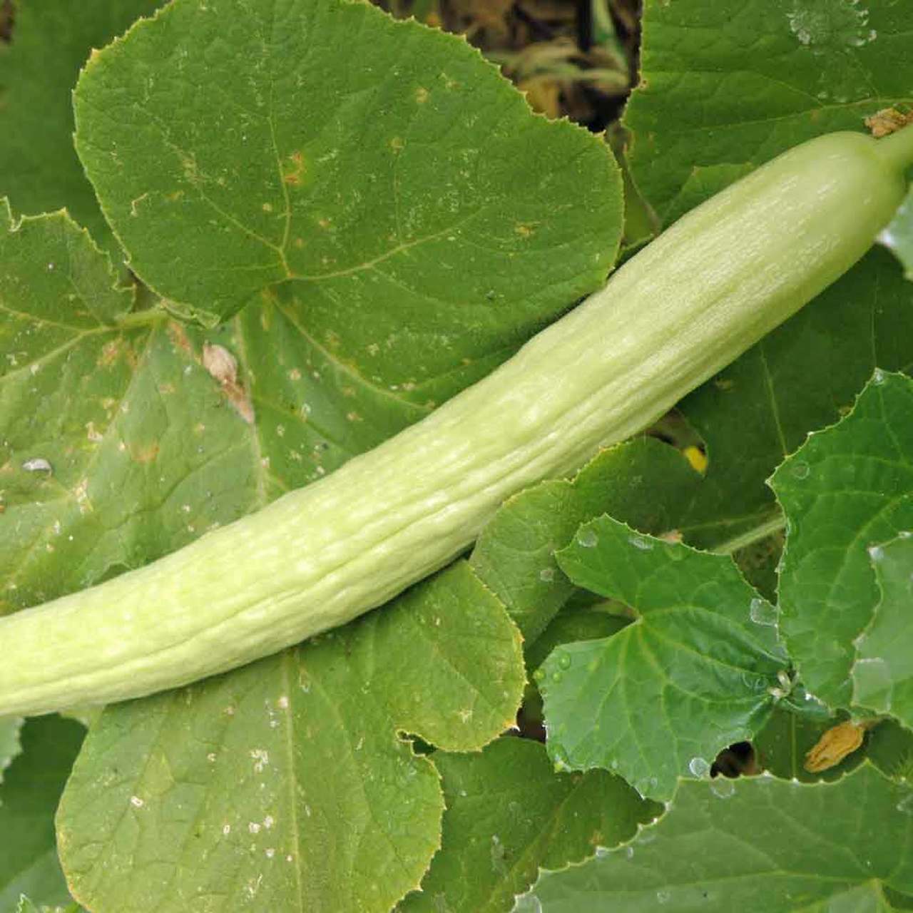 Pale Armenian Cucumber Seeds 50+ Long Snake Serpent Vegetable USA FREE SHIPPING gallery
