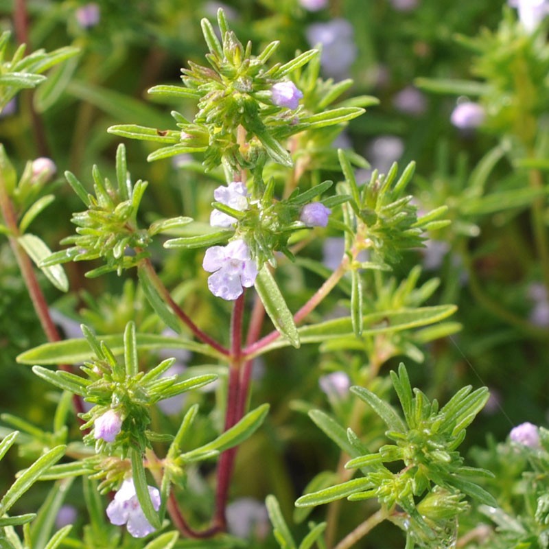 Summer Savory Herb Seeds, Chubrica, NON-GMO, Variety Sizes, FREE SHIPPING gallery