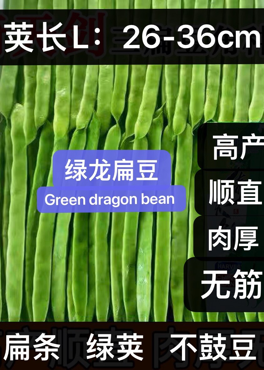 60Ct green dragon bean seeds Stringless pole Bean Heavy producer 60粒高产新绿龙长扁豆架豆种子 gallery