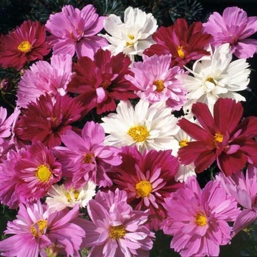Cosmos PSYCHE Mix Beautiful 4” Frilly Double Petals 3-4’ High Non-GMO 100 Seeds. gallery
