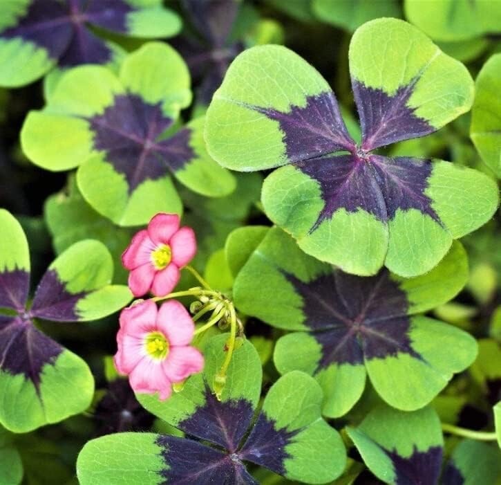 Holy Cross Shamrock Bulbs for Planting (10 Bulbs) - Fast Growing Year Round gallery