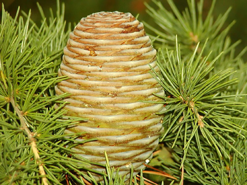 Deodar Cedar, (Himalayan Cedar), Cedrus deodara, Tree Seeds gallery