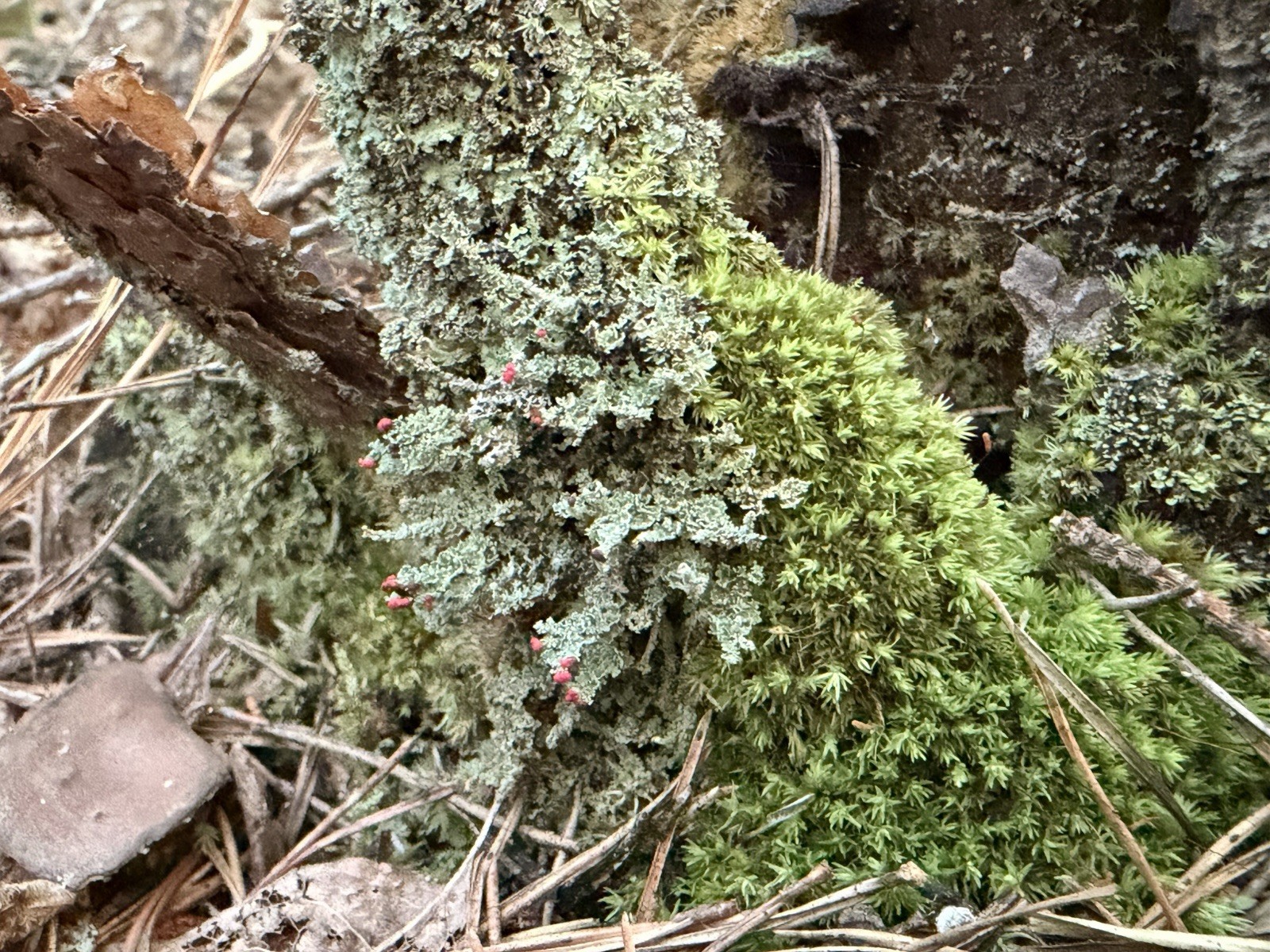 Green Outdoor Red British Soldier Lichen Moss Cutting, Evergreen Mat-Forming, gallery