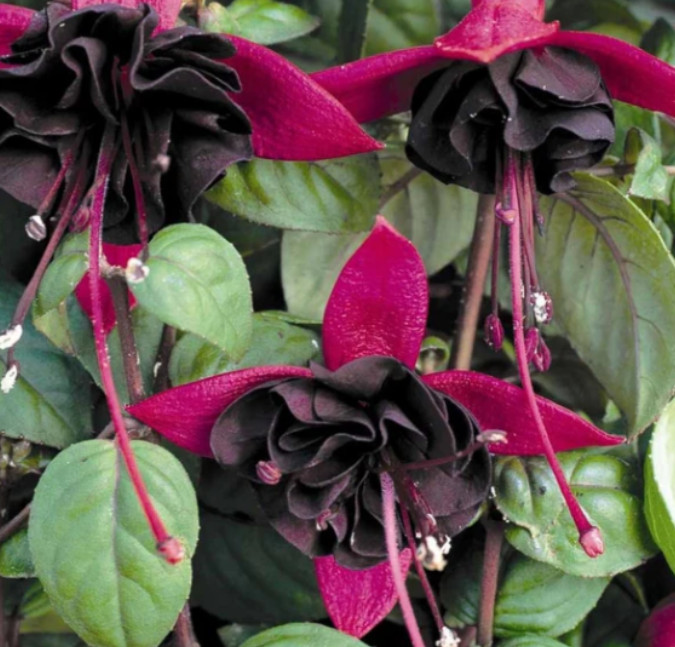Fuchsia Blacky Plug Plant - 2-5" Tall - Trailing Fuchsia for Hanging Baskets gallery