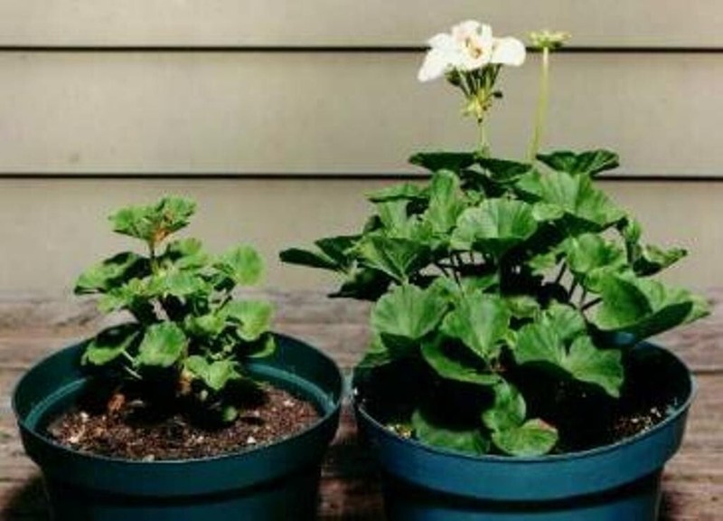 Rootblast - Plant Growth Formula gallery