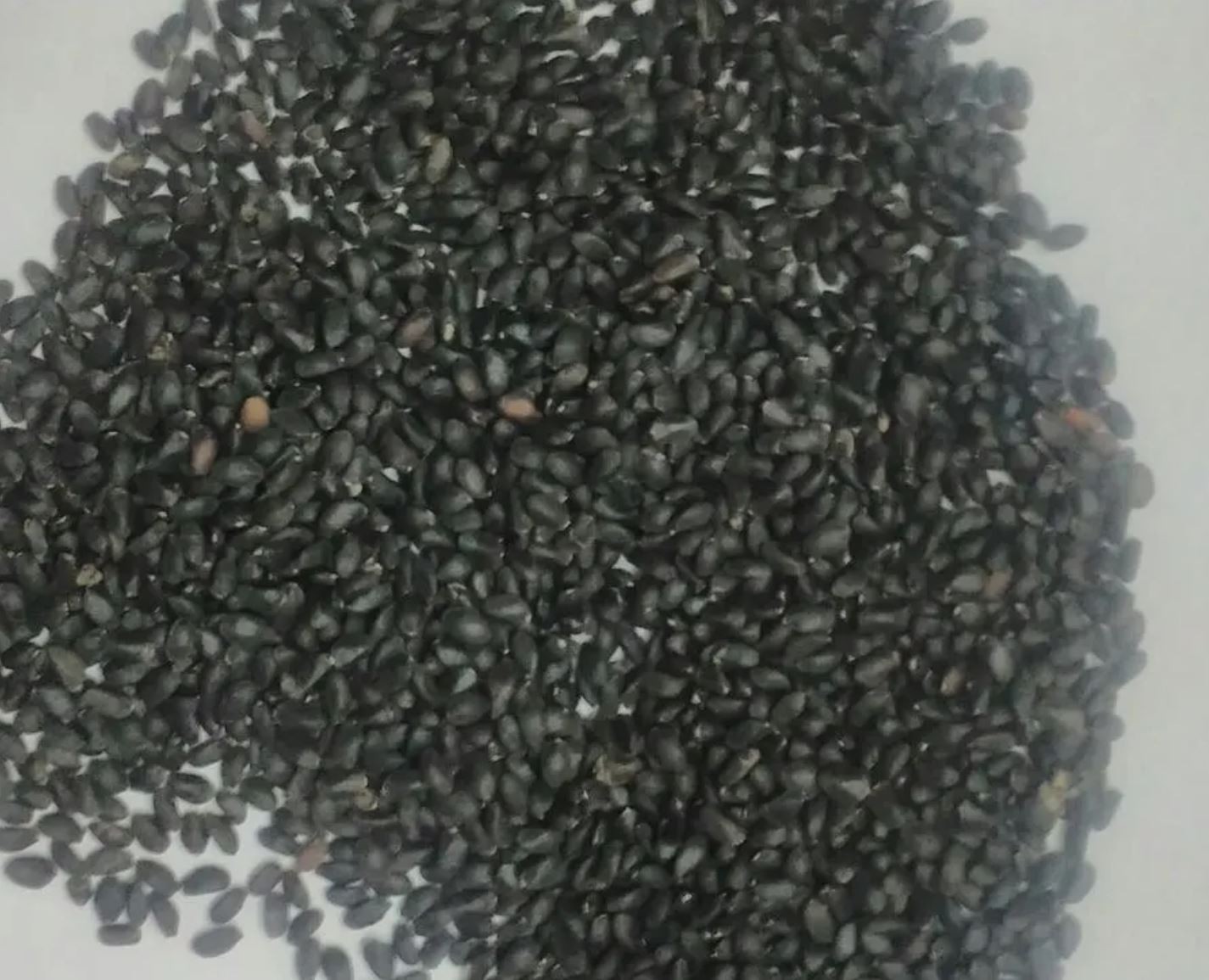 2,000 Italian Large Leaf Basil Seeds – Heirloom - Sweet Genovese Type - Organic gallery
