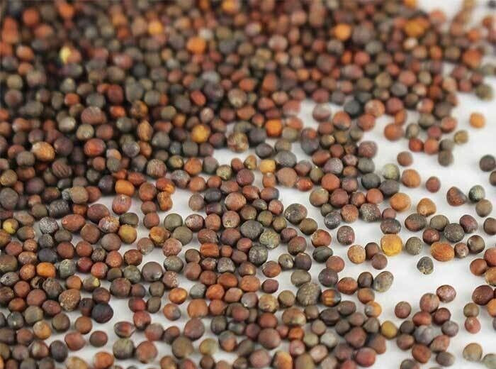 BROCCOLI SEEDS - DI CICCO - ORGANIC - HEIRLOOM - 1.gram gallery