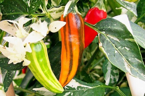 Fish Pepper 15 - 200 Seeds Hot Caribbean flavor Rare Variegated Seafood Bulk gallery