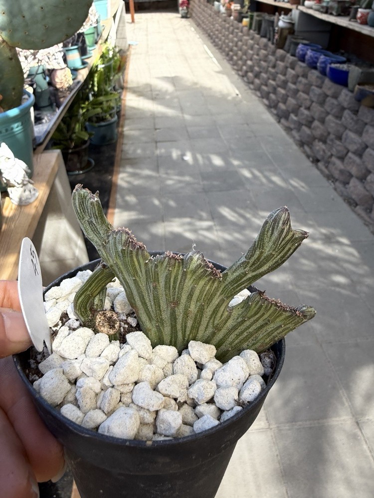 Senico Crested 🌵❤️😊 Cactus And Succulent Lover 464