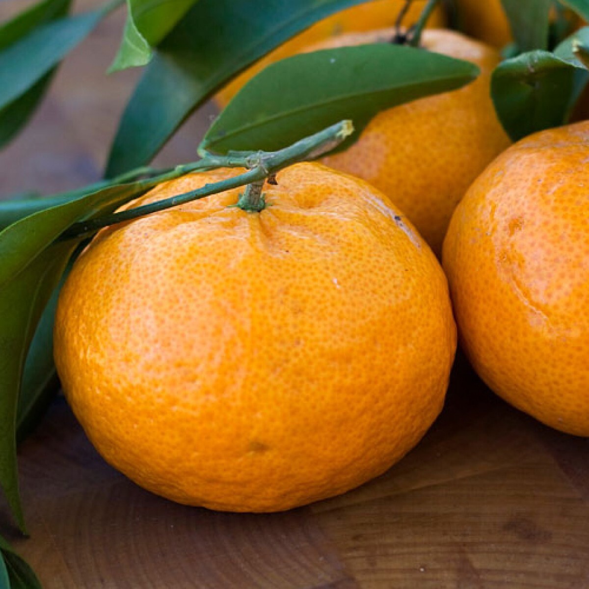 One Brown Select Satsuma Mandarin Tree, 1-2 feet tal, No Ship Az, Ca, Fl, La, Tx gallery