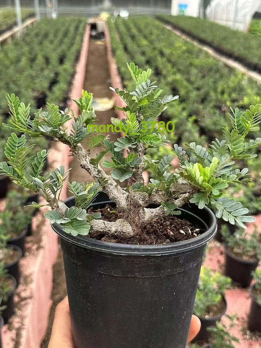 Multi Heads Succulent Plant Senna meridionalis seedgrowth high10-12CM gallery