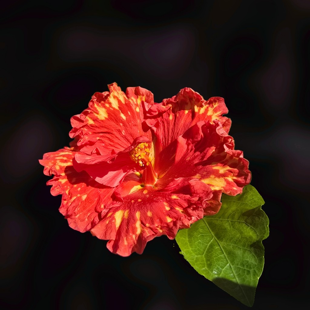 High Definition Hibiscus Live Plant Tropical Exotic Double Orange Yellow Flower gallery