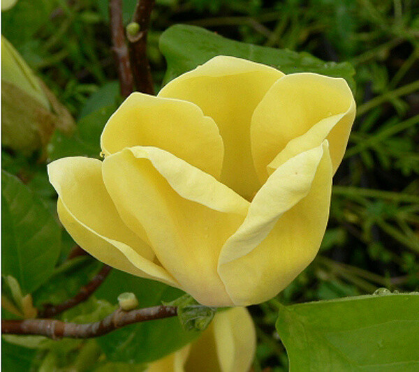 Yellow Bird Magnolia 2.5" pot gallery