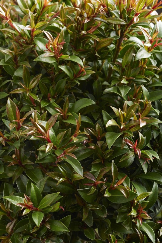 Dwarf Brush Cherry (Eugenia globulis) - 1 TC Plant Plug -1-3 in.- Edible/Topiary gallery