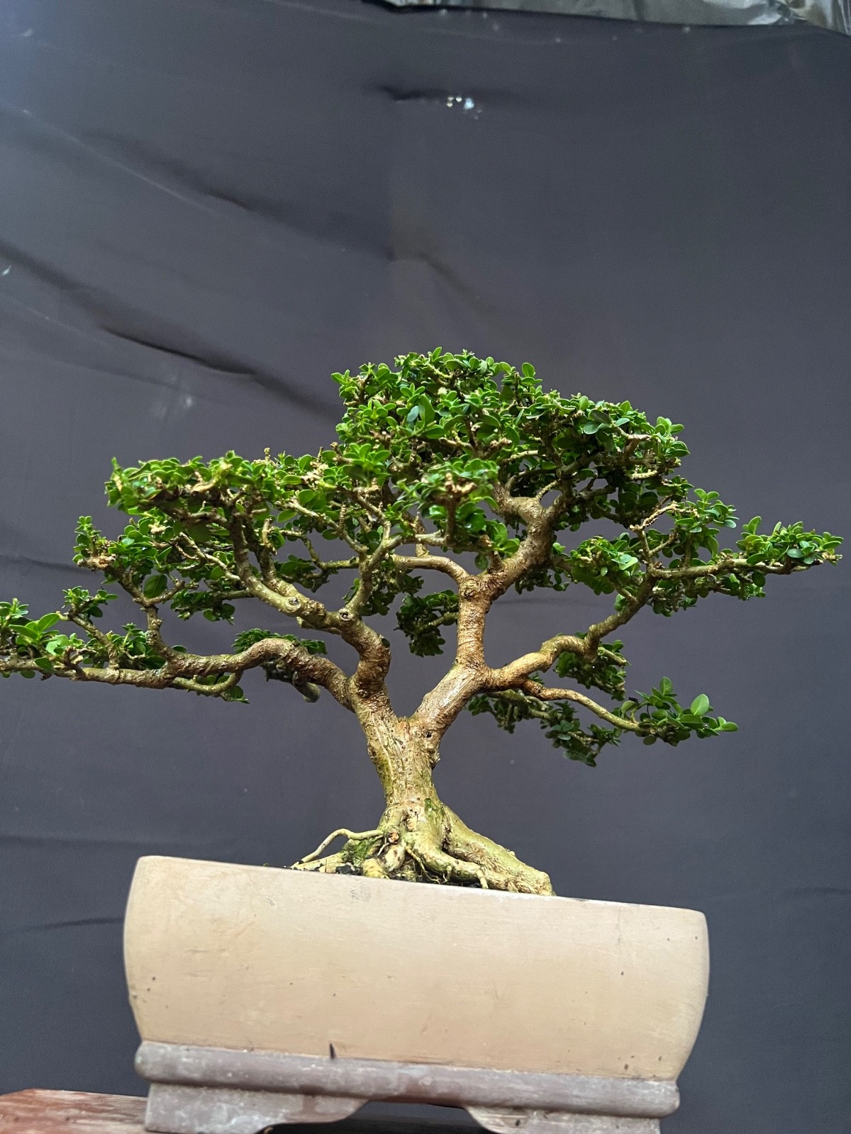 Bonsai Premna Microphylla Size Small | Bonsai Tree gallery