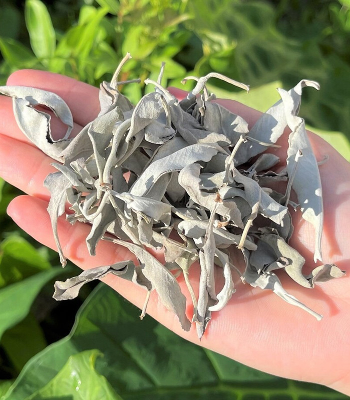 White Sage Clusters Bulk Loose Leaf White Sage for Cleansing & Smudging gallery