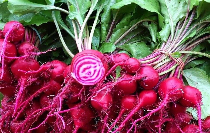 2 grams striped Chioggia Guardsmark Beets ~200 seeds bicolor root gallery