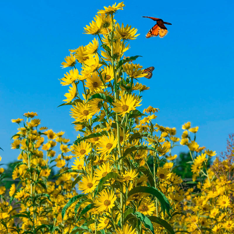 Sunflower MAXIMILIAN Perennial Flowers Butterflies Finches USA Non-GMO 100 Seeds gallery