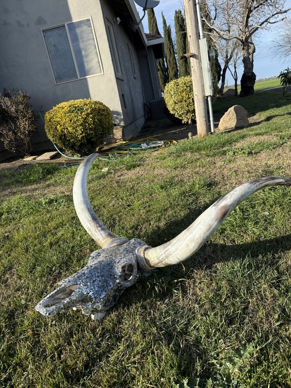 Texas Longhorn gallery