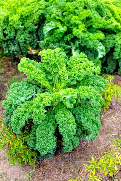 500 DWARF BLUE CURLED SCOTCH KALE SEEDS | 2026 FREE SHIPPING NON GMO HEIRLOOM gallery